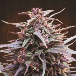 Purple Haze X Malawi - 5-pack - Feminised - ACE Seeds