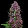 Purple Mazar Auto - 5-pack - Feminised - Kalashnikov Seeds