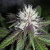 The Purps - 6PACK - Feminised - BC Bud Depot -Uitgelichte Plantenzaadwinkel purps3