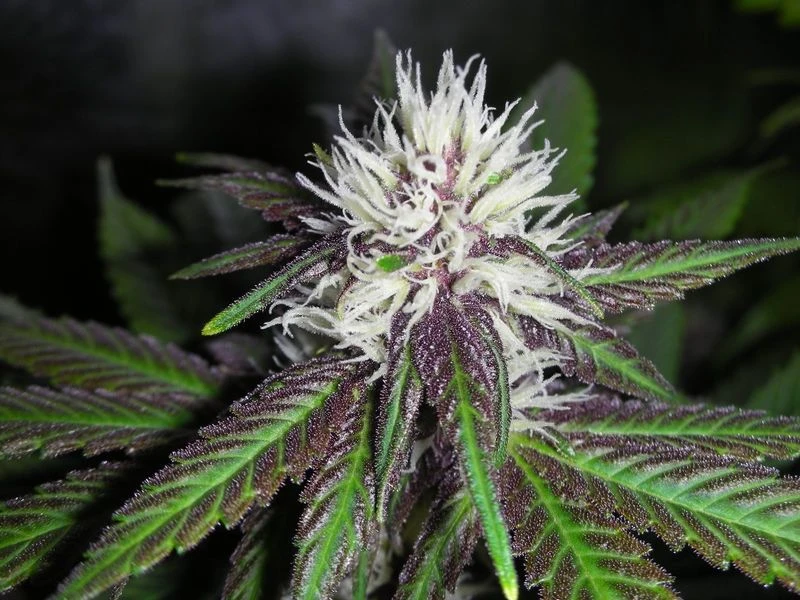 The Purps - 6PACK - Feminised - BC Bud Depot 3 The Purps - 6PACK - Feminised - BC Bud Depot