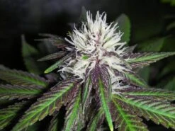 The Purps - 12PACK - Regular - BC Bud Depot -Uitgelichte Plantenzaadwinkel purps3 1