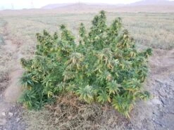 Qandahar - 15-pack - Regular - Baaba Qo 5 Qandahar - 15-pack - Regular - Baaba Qo -Uitgelichte Plantenzaadwinkel qandahar 1 baabaqo