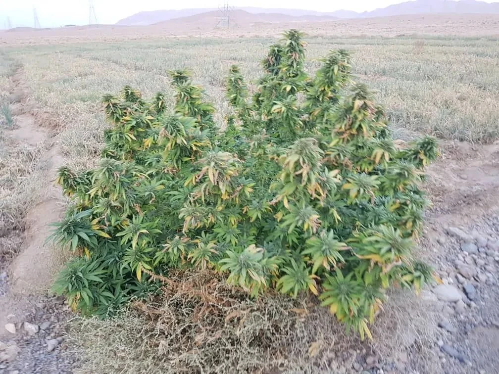 Qandahar - 15-pack - Regular - Baaba Qo 4 Qandahar - 15-pack - Regular - Baaba Qo - Afbeelding 2