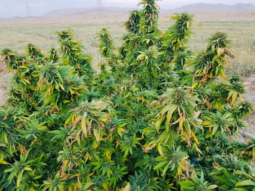 Qandahar - 15-pack - Regular - Baaba Qo 3 Qandahar - 15-pack - Regular - Baaba Qo