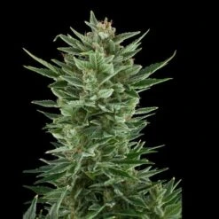 Quick One - Feminised - Royal Queen Seeds