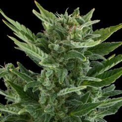 Quick One - Feminised - Royal Queen Seeds -Uitgelichte Plantenzaadwinkel quickone 3 asc