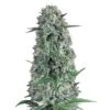 Rainbow Runtz Auto - 5-pack - Feminised - Hypno Seeds -Uitgelichte Plantenzaadwinkel rainbow runtz