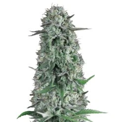 Rainbow Runtz Auto - 5-pack - Feminised - Hypno Seeds