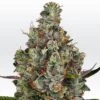 Rainbow Road - Feminised - Paradise Seeds -Uitgelichte Plantenzaadwinkel rainbowroad 1