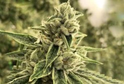 Drama - 6PACK - Feminised - Rare Dankness