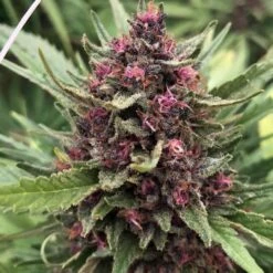 Raspberry Boogie - 6-pack - Feminised - Mosca Seeds