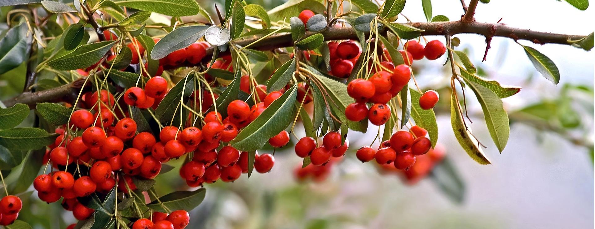 Uitgelichte Plantenzaadwinkel -Uitgelichte Plantenzaadwinkel red berries 8383886 1920