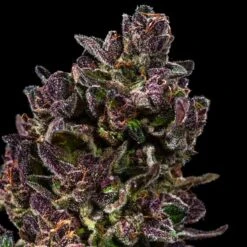 Red Pistachio Auto - 5-pack - Feminised - Hypno Seeds 7 Red Pistachio Auto - 5-pack - Feminised - Hypno Seeds -Uitgelichte Plantenzaadwinkel red pistachio 1.png