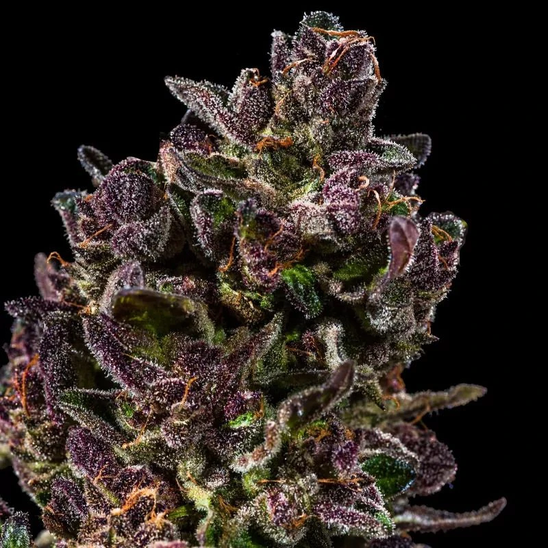 Red Pistachio Auto - 5-pack - Feminised - Hypno Seeds 5 Red Pistachio Auto - 5-pack - Feminised - Hypno Seeds - Afbeelding 3