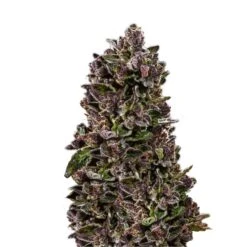 Red Pistachio Auto - 5-pack - Feminised - Hypno Seeds