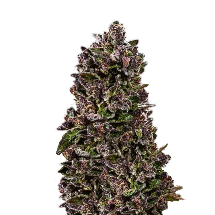 Red Pistachio Auto - 5-pack - Feminised - Hypno Seeds 3 Red Pistachio Auto - 5-pack - Feminised - Hypno Seeds