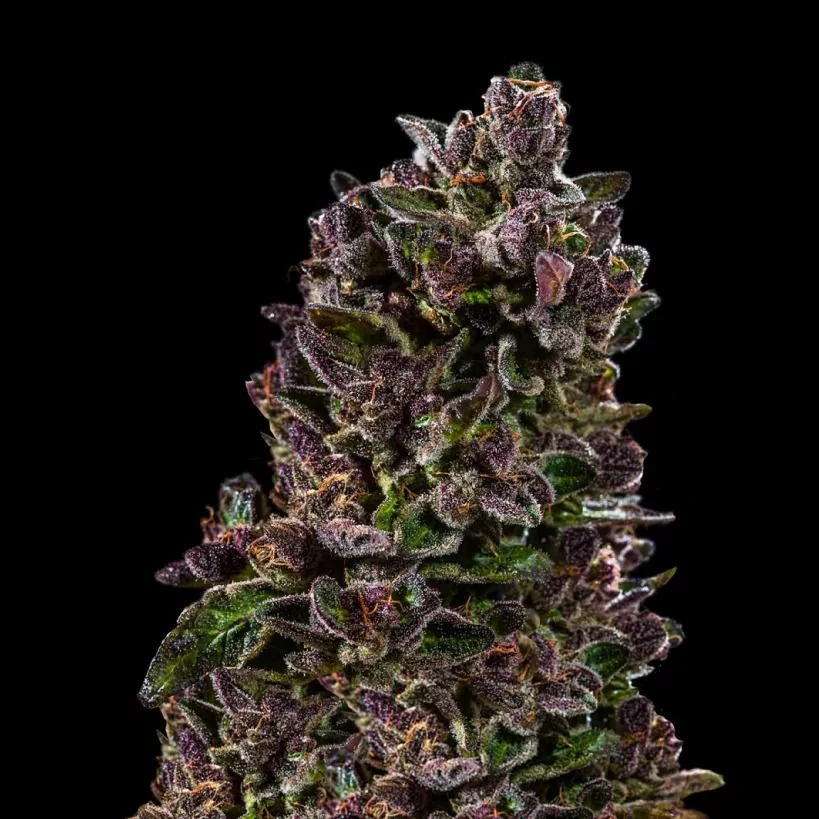 Red Pistachio Auto - 5-pack - Feminised - Hypno Seeds 4 Red Pistachio Auto - 5-pack - Feminised - Hypno Seeds - Afbeelding 2