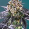 Red Strawberry Banana Auto - Feminised - Sweet Seeds