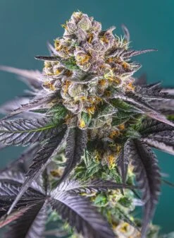 Red Strawberry Banana Auto - Feminised - Sweet Seeds