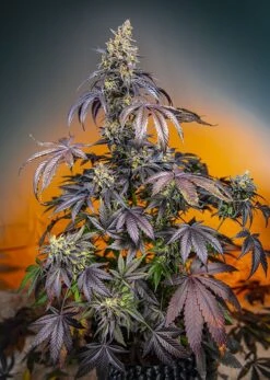 Red Gorilla Girl XL Auto - Feminised - Sweet Seeds