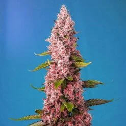 Red Hot Cookies - Feminised - Sweet Seeds