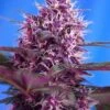 Red Poison Autoflowering - Feminised - Sweet Seeds -Uitgelichte Plantenzaadwinkel red poison asc 1