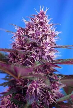 Red Poison Autoflowering - Feminised - Sweet Seeds