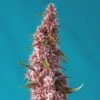Red Pure Auto CBD - Feminised - Sweet Seeds -Uitgelichte Plantenzaadwinkel red pure auto cbd r sws81