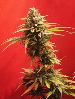 Redankulous - 6-pack - Feminised - Staff Selects -Uitgelichte Plantenzaadwinkel redankulous 4