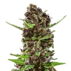 Red Chile Truffles - 5-pack - Feminised - Hypno Seeds