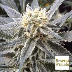 Strawberry Banana - 6PACK - Feminised - Reserva Privada