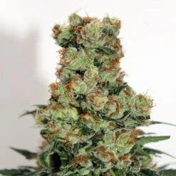 Bad Azz - 5-pack - Feminised - Ripper Seeds