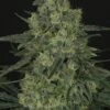 Criminal - 5PACK - Feminised - Ripper Seeds 2 Criminal - 5PACK - Feminised - Ripper Seeds -Uitgelichte Plantenzaadwinkel ripper seeds criminal