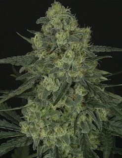 Criminal - 5PACK - Feminised - Ripper Seeds