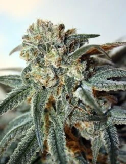 Zombie Kush - 5PACK - Feminised - Ripper Seeds