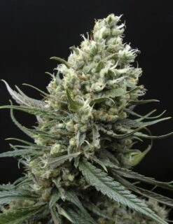 Ripper Haze - 5PACK - Feminised - Ripper Seeds