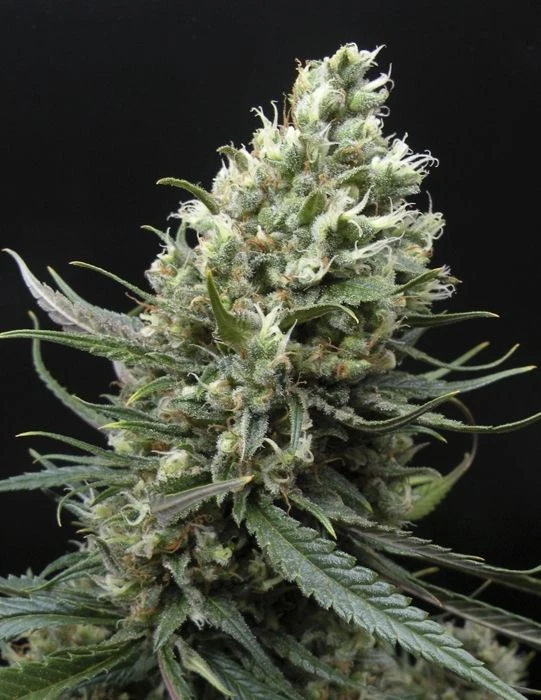 Ripper Haze - 5PACK - Feminised - Ripper Seeds 3 Ripper Haze - 5PACK - Feminised - Ripper Seeds