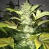 Roof 95 - 5PACK - Feminised - T.H.Seeds -Uitgelichte Plantenzaadwinkel roof