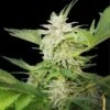 Royal AK Automatic - Feminised - Royal Queen Seeds -Uitgelichte Plantenzaadwinkel royal ak automatic 1 asc