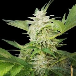 Royal AK Automatic - Feminised - Royal Queen Seeds