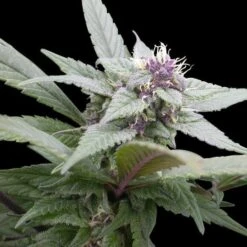 Royal Bluematic - Feminised - Royal Queen Seeds