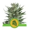 Royal Cheese Auto - 5-pack - Feminised - Royal Queen Seeds -Uitgelichte Plantenzaadwinkel royal cheese automatic