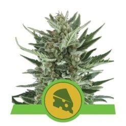 Royal Cheese Auto - 5-pack - Feminised - Royal Queen Seeds