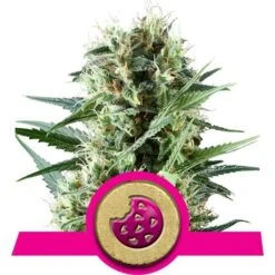 Royal Cookies - Feminised - Royal Queen Seeds -Uitgelichte Plantenzaadwinkel royal cookies