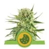 Royal Cookies Automatic - Feminised - Royal Queen Seeds -Uitgelichte Plantenzaadwinkel royal cookies automatic feminized