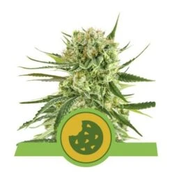 Royal Cookies Automatic - 5PACK - Royal Queen Seeds