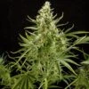 Royal Critical Automatic - Feminised - Royal Queen Seeds -Uitgelichte Plantenzaadwinkel royal critical automatic 1 asc