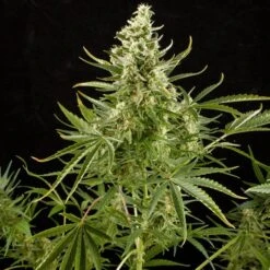 Royal Critical Automatic - Feminised - Royal Queen Seeds