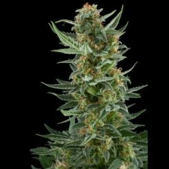 Royal Dwarf - Feminised - Royal Queen Seeds -Uitgelichte Plantenzaadwinkel royal dwarf 1 asc