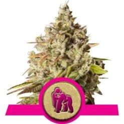 Royal Gorilla - Feminised - Royal Queen Seeds 5 Royal Gorilla - Feminised - Royal Queen Seeds -Uitgelichte Plantenzaadwinkel royal gorilla